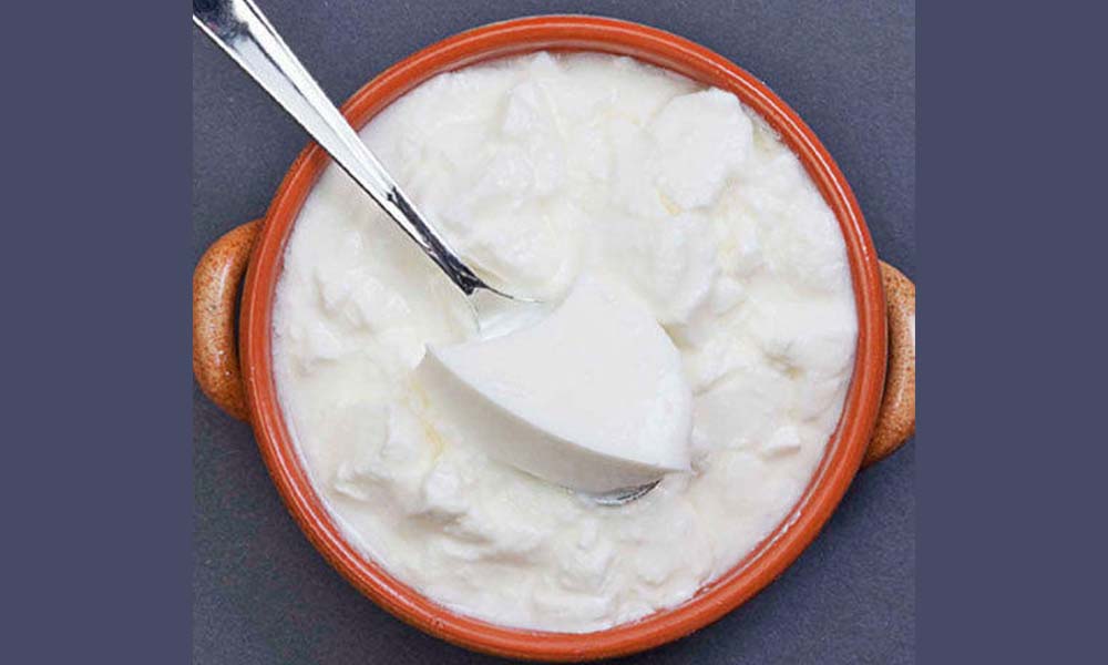 Cow Milk Yohgurt / Curd