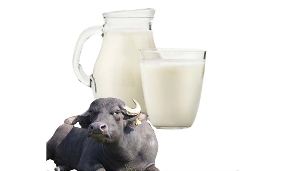 Raw Organic Buffalo Milk