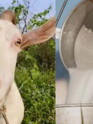 Raw Organic Goat Milk