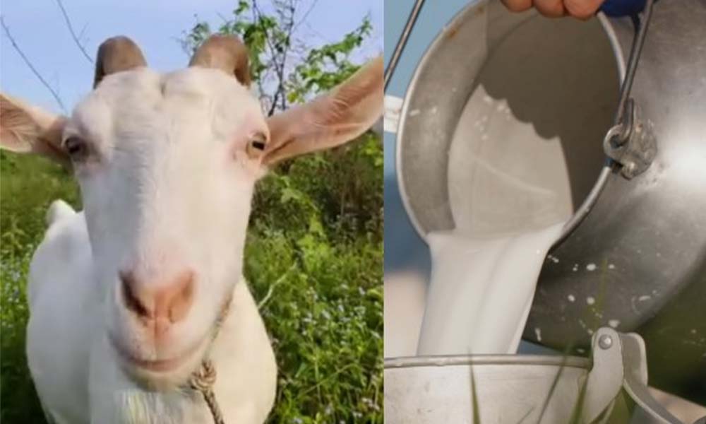 Raw Organic Goat Milk