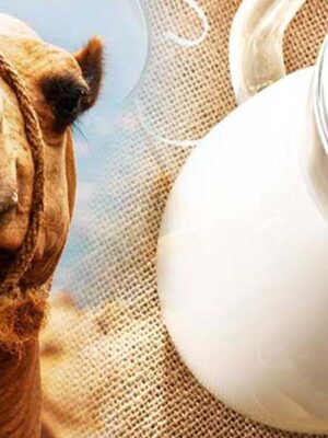 Camel Milk
