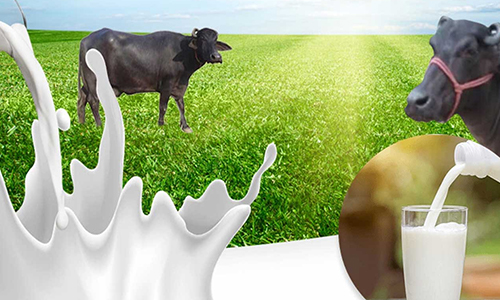 Cow Raw Organic Milk Subscription